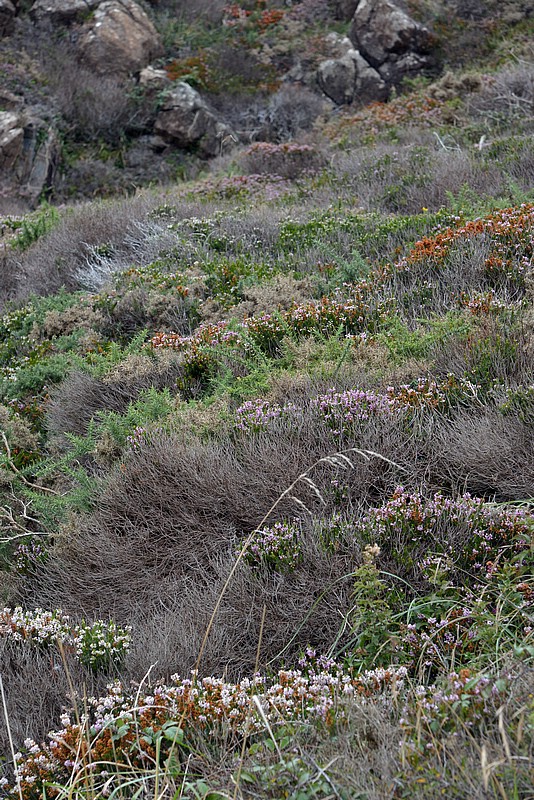 DSC_5148CoK.jpg