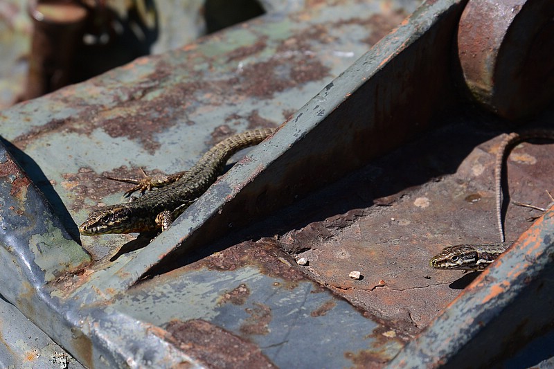DSC_7665C.jpg
