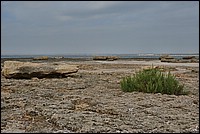 DSC_7462_TA.jpg