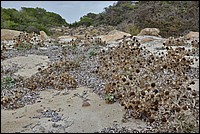 DSC_7475_TA.jpg