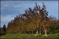 DSC_3389RAW.jpg