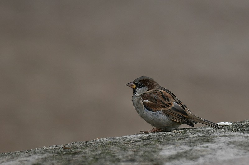 DSC_2040RAW.jpg