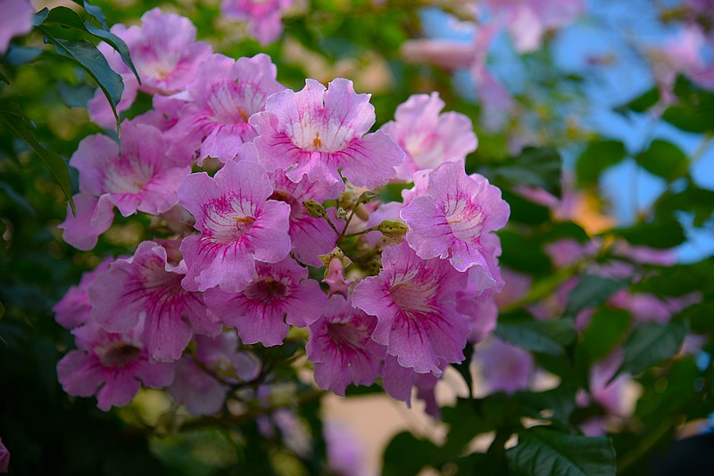 DSC_2343RAW.jpg