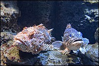 DSC_1840CRAW.jpg