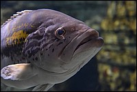 DSC_1923CRAW.jpg