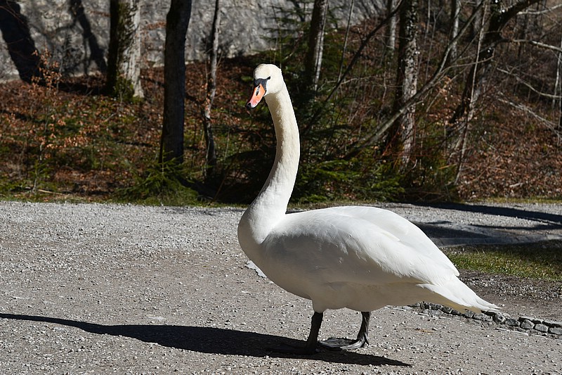 DSC_4798RAW.jpg
