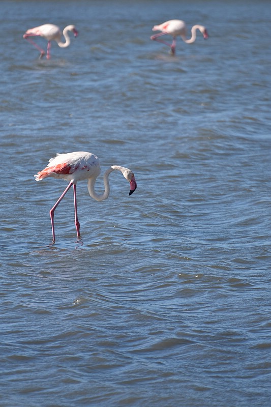 DSC_4904RAW.jpg