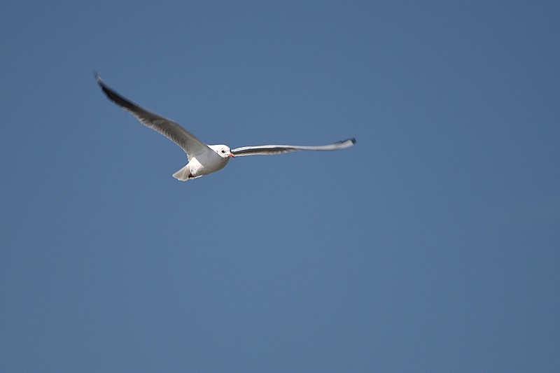 DSC_4909RAW.jpg