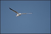 DSC_4909RAW.jpg