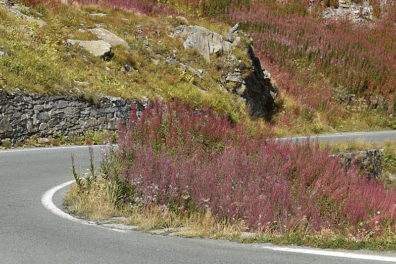 DSC_5403RAW.jpg