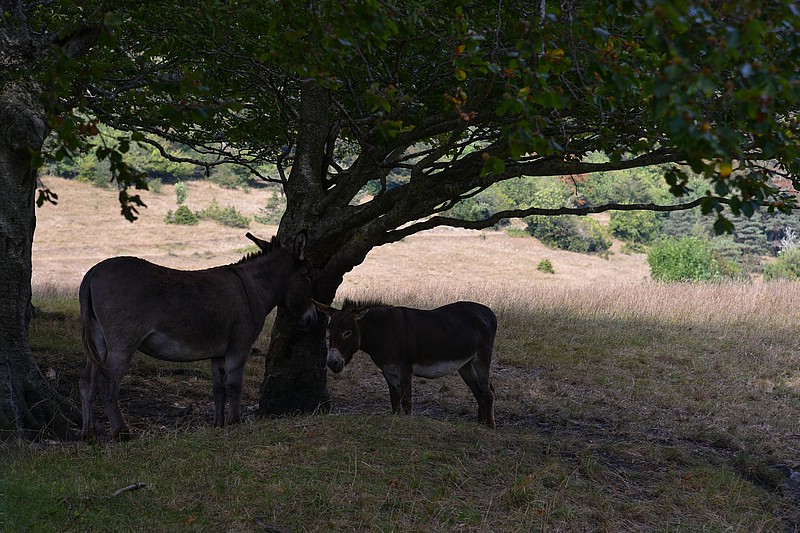 DSC_3314RAW.jpg
