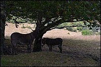DSC_3314RAW.jpg