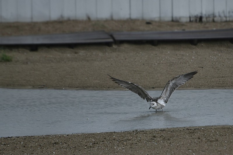 DSC_3811RAW.jpg