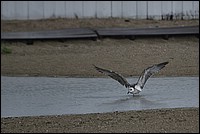 DSC_3811RAW.jpg