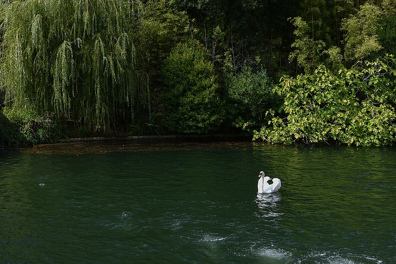 DSC_4287RAW.jpg