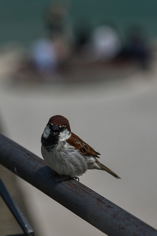 DSC_5950RAW.jpg