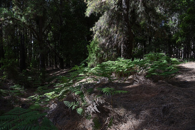 DSC_1476RAW.jpg
