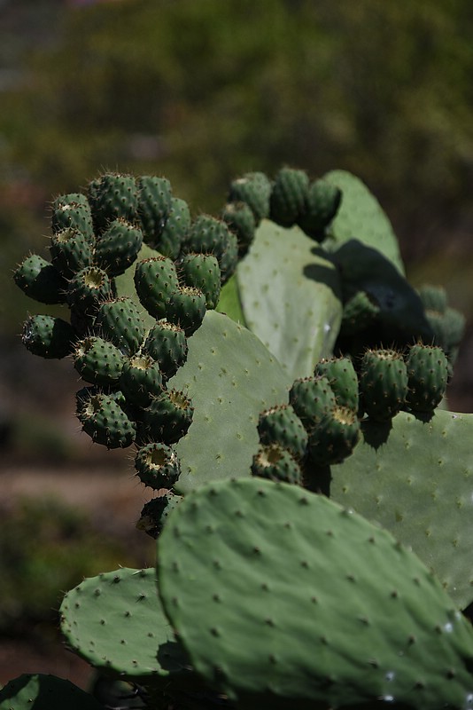 DSC_2185RAW.jpg