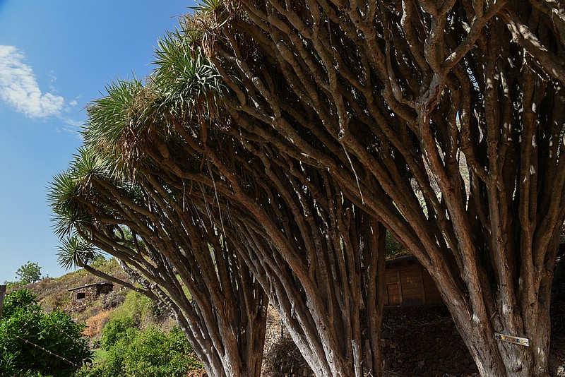 DSC_2228RAW.jpg