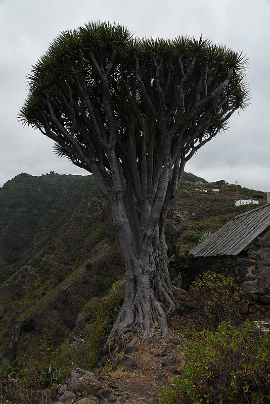 DSC_2397RAW.jpg