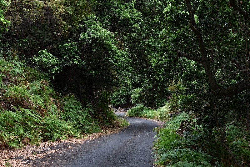 DSC_2410RAW.jpg