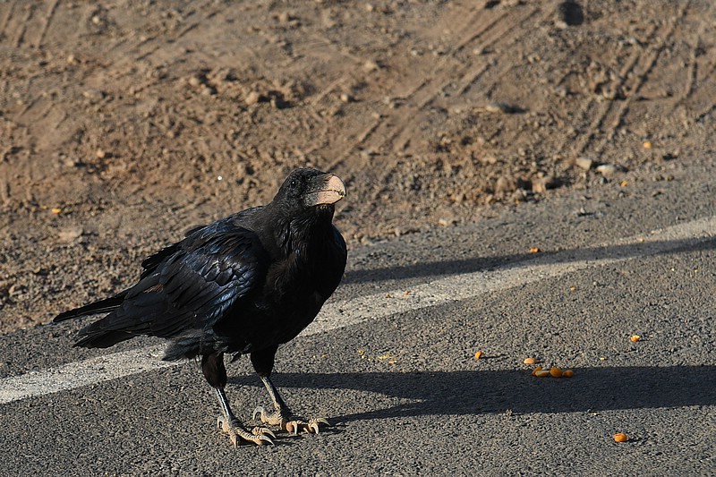 DSC_2526RAW.jpg