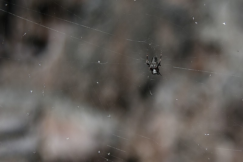 DSC_2614RAW.jpg