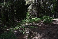 DSC_1476RAW.jpg