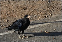 DSC_2526RAW.jpg