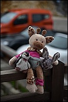 DSC_7996.JPG